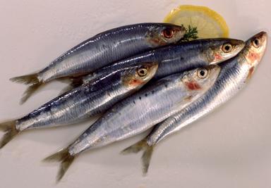 Sardines crues